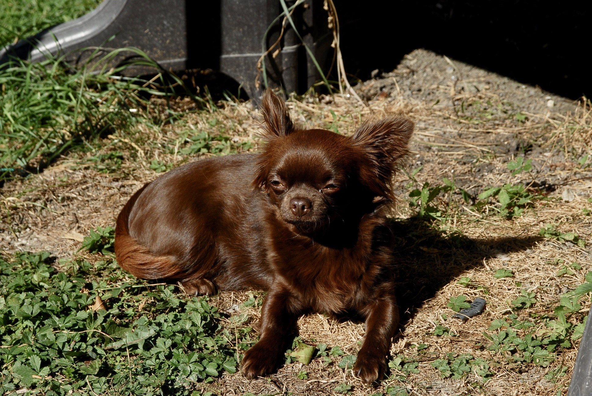 Les Chihuahua de l'affixe Des Terres De Sam