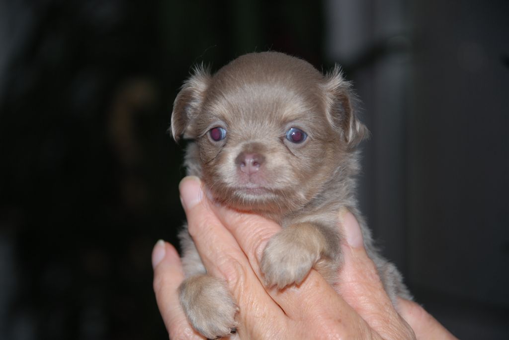 Portée de 2 chiots chihuahua à poil long 