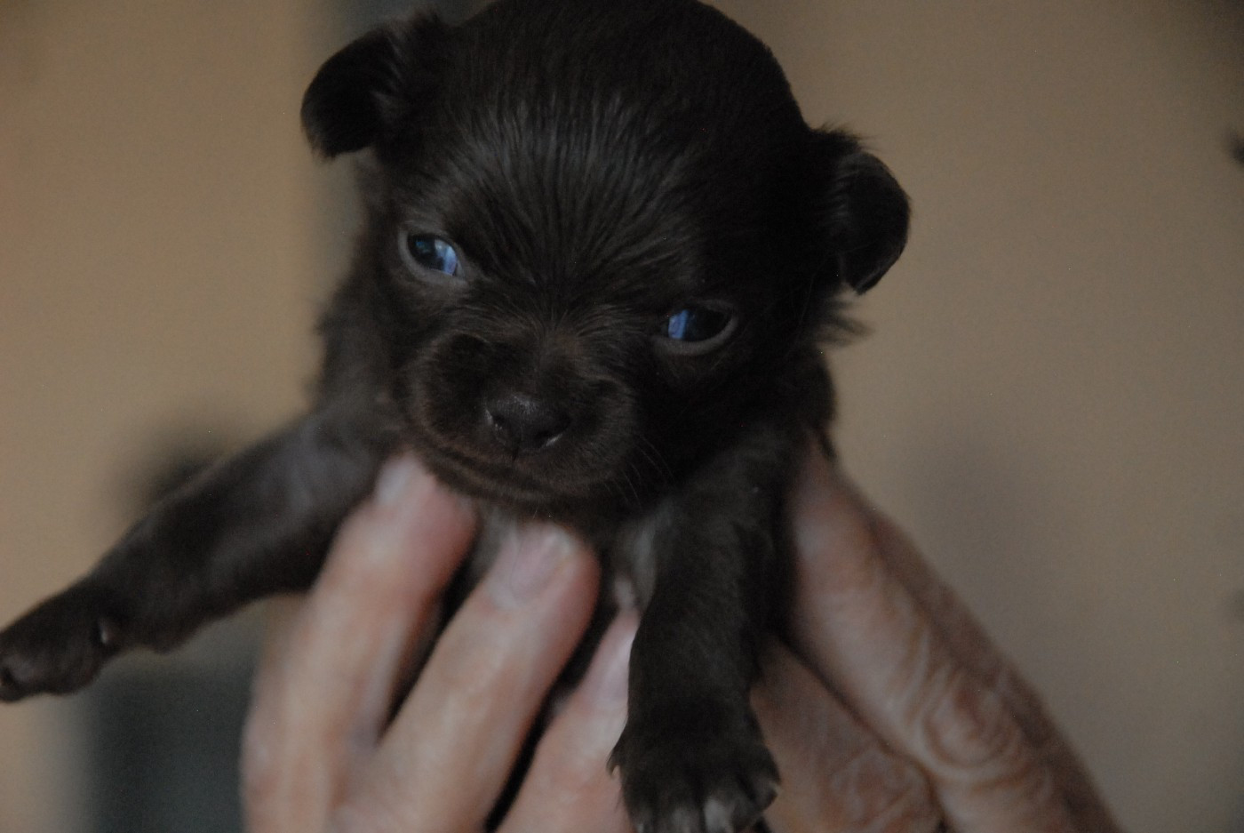 Des Terres De Sam - Chiots disponibles - Chihuahua