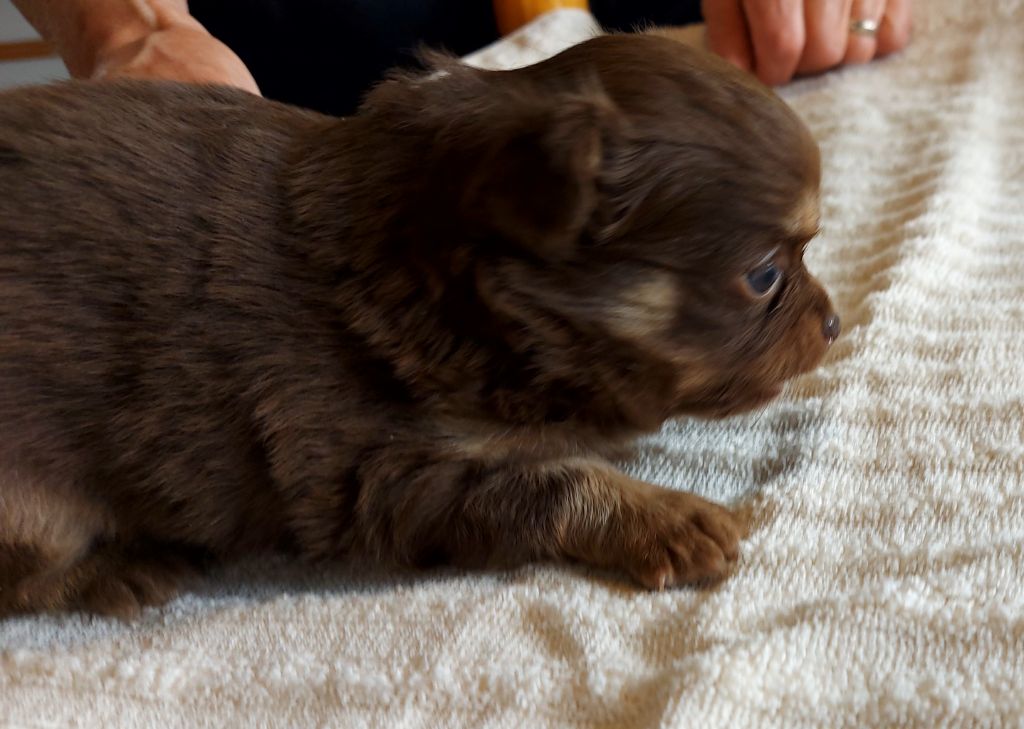 Des Terres De Sam - Chiots disponibles - Chihuahua